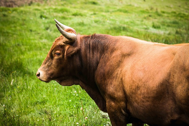 toro rajče