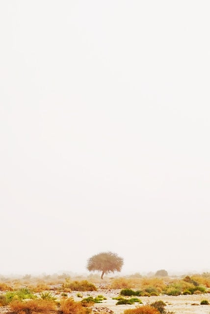 modře kvetoucí keře